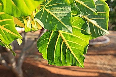 虚幻5重制《生化危机》洋馆视频 恐怖氛围拉满