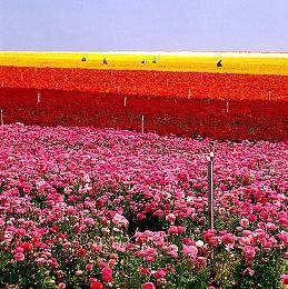 国外某虚拟币游戏停止开发：加密币崩盘 没钱退款